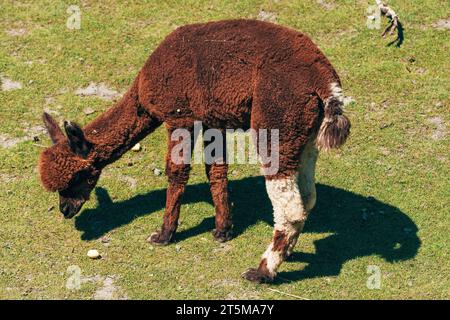 Alpaca marrone che si nutrono di erba nello zoo, concentrazione selettiva Foto Stock