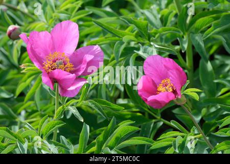 Paeonia officinalis subsp. Huthii Soldano, fiori di peonia rosa intenso in tarda primavera/inizio estate Foto Stock