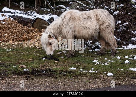 New Forest: Bestiame libero, pony, asini, mucche in un paesaggio invernale a seguito di una nevicata nel marzo 2018 Foto Stock