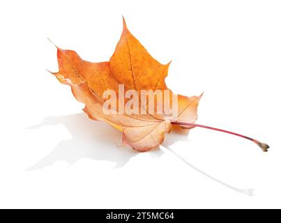 Foglia di acero secco isolata su sfondo bianco con riflesso Foto Stock