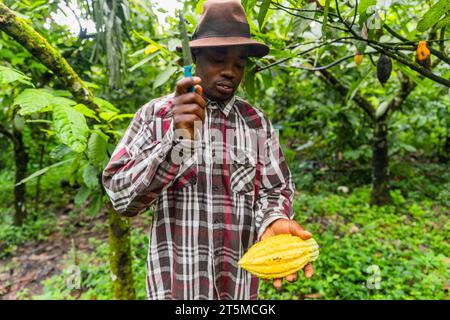 Raccoglitrice africana che mostra come tagliare e aprire una cialda di cacao. Concetto di raccolta del cacao. Foto Stock