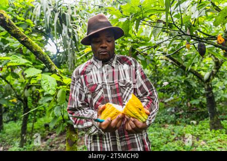 Giovane agricoltore africano che apre una cialda di cacao con un coltello. Concetto di raccolto. Foto Stock