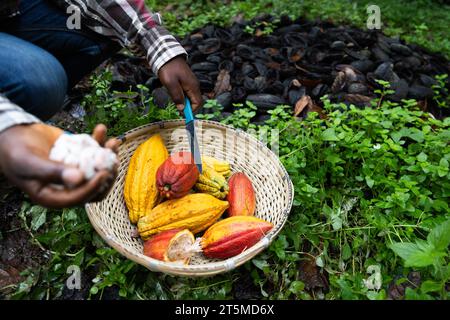 Cestello contenente cialde di cacao, alcune aperte, altre ancora chiuse. Foto Stock