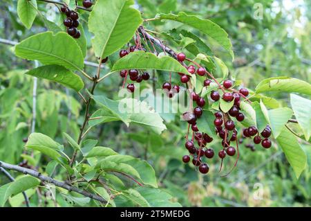 Red berrys Prunus Virginiana o Bitter-berry, Chokecherry, Virginia Bird Berry e Western chokecherry. Foto Stock
