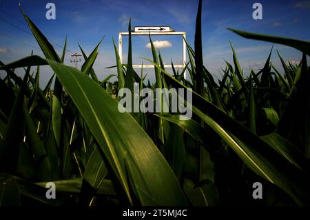 Vista dal basso del campo di mais dell'Iowa. Foto Stock