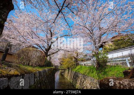 Kyoto, Giappone - marzo 30 2023: Il sentiero del filosofo è un percorso in pietra che attraversa la parte settentrionale del distretto di Higashiyama di Kyoto. Il percorso segue una lattina Foto Stock