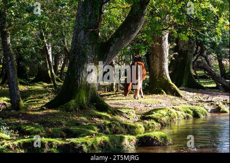 Pony nella New Forest, Inghilterra Foto Stock