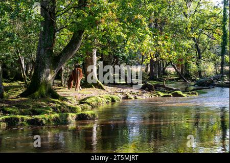 Pony nella New Forest, in Inghilterra, vicino a un fiume boscoso Foto Stock