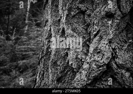 Vecchi alberi nella New Forest, in Inghilterra, in bianco e nero Foto Stock