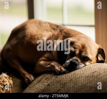 Cane Brown Puggle che dorme sul divano Foto Stock