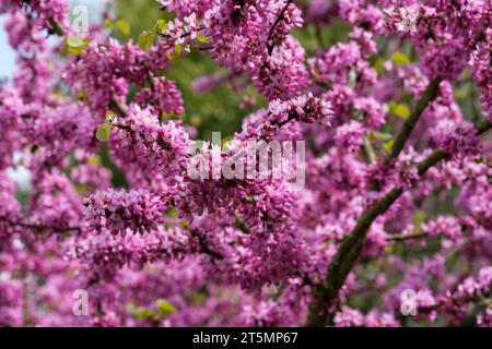 Cercis siliquastrum, albero di Giuda, albero di Giuda, fiori rosa profondi in primavera , Foto Stock