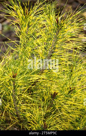 Pino rosso giapponese, autunno, aghi, Pinus densiflora "Cesarinis variegata" Foto Stock