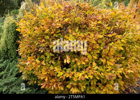 Autunno, faggio europeo, Fagus sylvatica "Cochleata" in giardino Foto Stock