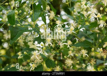 Italia, Lombardia, Travellers Joy Flowers, Clematis Vitalba Foto Stock