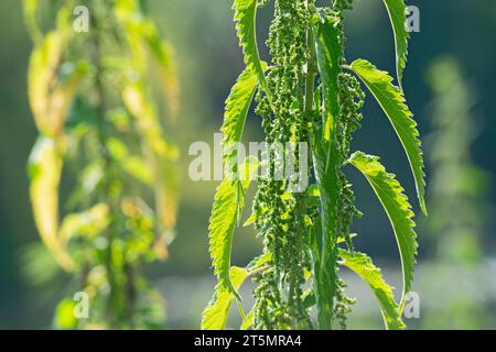 Italia, Lombardia, Ortica comune, Urtica Dioica Foto Stock