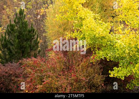 Stagione, novembre, giardino, autunnale, colore, alberi, albero di Maidenhair, Barberry giapponese, autunno, Foliage Foto Stock