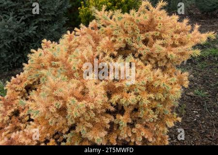 Larch giapponese, Larix kaempferi 'Wehlen', autunnale, novembre, stagione, albero, nano Foto Stock