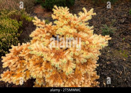 Autunno, arcobaleno giapponese, nano Larix kaempferi "Blue Kroc" Foto Stock