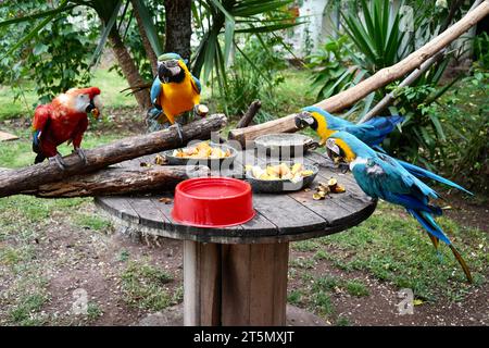 Tre Macaws blu e gialle e una Macaara rossa e verde, gustando una colazione fruttata in un giardino del Perù. Foto Stock