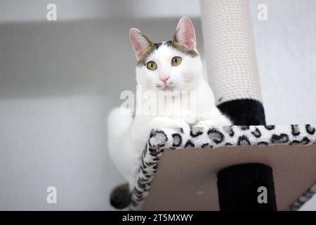 Simpatico gatto di Bobtail giapponese che gioca su una torre di gatto con stampa leopardata Foto Stock