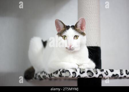 Simpatico gatto di Bobtail giapponese che gioca su una torre di gatto con stampa leopardata Foto Stock