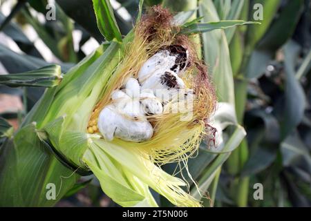 Corn Rhizoctonia ear rot, primo piano della foto Foto Stock