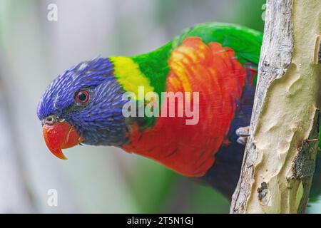 Noce di cocco, lorikeet (Trichoglossus haematodus), ritratto di testa Foto Stock