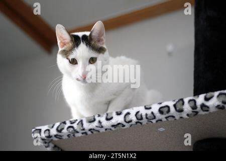 Simpatico gatto di Bobtail giapponese che gioca su una torre di gatto con stampa leopardata Foto Stock