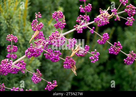 Beautyberry, Callicarpa bodinieri giraldii 'profusion', bacche di viola su ramo senza foglie di bacche di Callicarpa Foto Stock