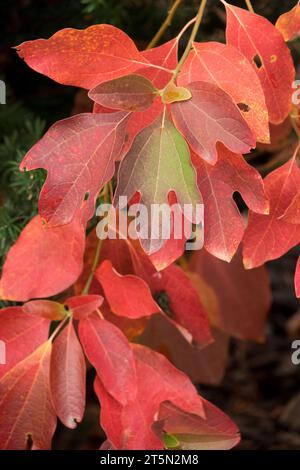 Sassafras albidum, Rosso, foglie, ON, ramificazione, autunno, fogliame, colore Foto Stock