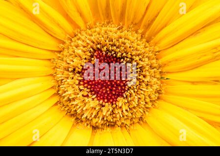 Fiore giallo di gerbera da vicino. Sfondo fiore. Foto Stock