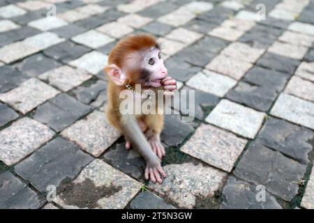 Scimmie animali domestici che giocano a terra Foto Stock