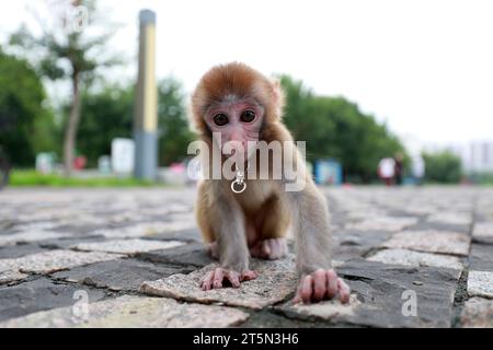 Scimmie animali domestici che giocano a terra Foto Stock