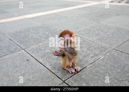 Scimmie animali domestici che giocano a terra Foto Stock