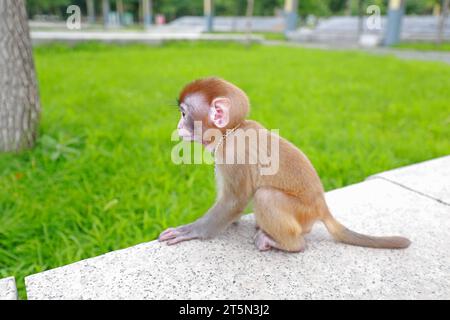 Le scimmie PET giocano su una piattaforma rocciosa Foto Stock