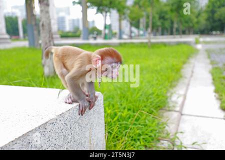 Le scimmie PET giocano su una piattaforma rocciosa Foto Stock