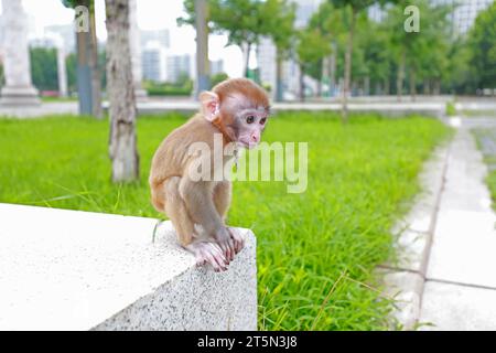 Le scimmie PET giocano su una piattaforma rocciosa Foto Stock