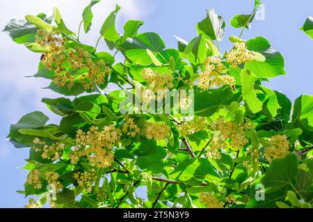 Fiori di tiglio tra foglie abbondanti. Tiglio o tilia in fiore. Cielo blu sullo sfondo. Foto Stock