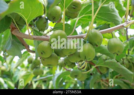 Actinidia arguta sui rami Foto Stock