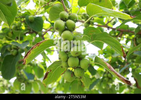 Actinidia arguta sui rami Foto Stock