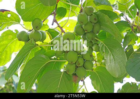 Actinidia arguta sui rami Foto Stock