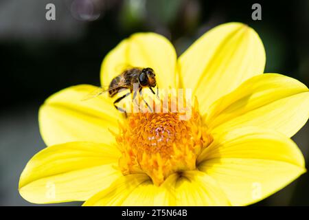 Un hoverfly su un fiore giallo di dahlia Foto Stock