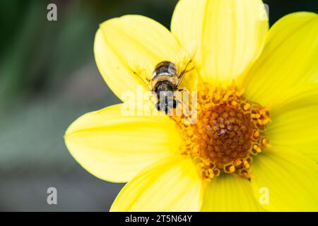 Un hoverfly su un fiore giallo di dahlia Foto Stock