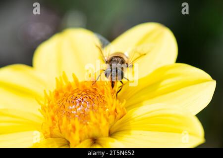Un hoverfly su un fiore giallo di dahlia Foto Stock