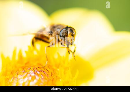 Un hoverfly su un fiore giallo di dahlia Foto Stock