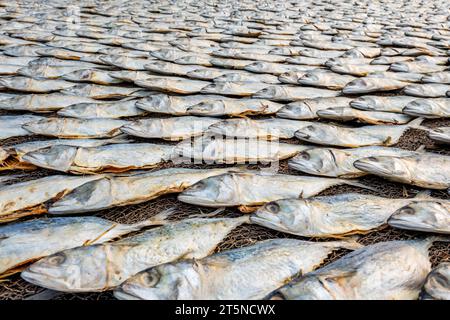 Filari di sgombro essiccato o pesce saba su strada vicino all'oceano nel villaggio indiano. zone povere di goa Foto Stock