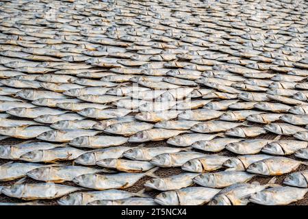 Filari di sgombro essiccato o pesce saba su strada vicino all'oceano nel villaggio indiano. zone povere di goa Foto Stock