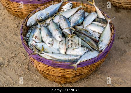 Filari di sgombro essiccato o pesce saba su strada vicino all'oceano nel villaggio indiano. zone povere di goa Foto Stock