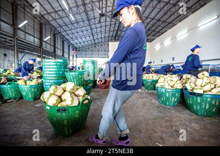 Ratchaburi, Thailandia. 3 novembre 2023. Un lavoratore trasferisce noci di cocco in una fabbrica di cocco a Damnoen Saduak, provincia di Ratchaburi, Thailandia, 3 novembre 2023. Situato nella provincia centrale di Ratchaburi in Thailandia, a circa 100 km da Bangkok, Damnoen Saduak è rinomato per il suo mercato galleggiante secolare. È anche la principale area di produzione delle profumate noci di cocco della Thailandia, conosciuta per il suo aroma unico e il suo gusto dolce. PER ANDARE CON "caratteristica: L'esportatore tailandese di cocco ha grandi speranze per CIIE" credito: Wang Teng/Xinhua/Alamy Live News Foto Stock