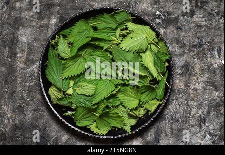 Foglie di ortica essiccate in un piatto nero su sfondo grigio. Preparare le piante per l'uso in cibo o fare tè alle erbe sano Foto Stock